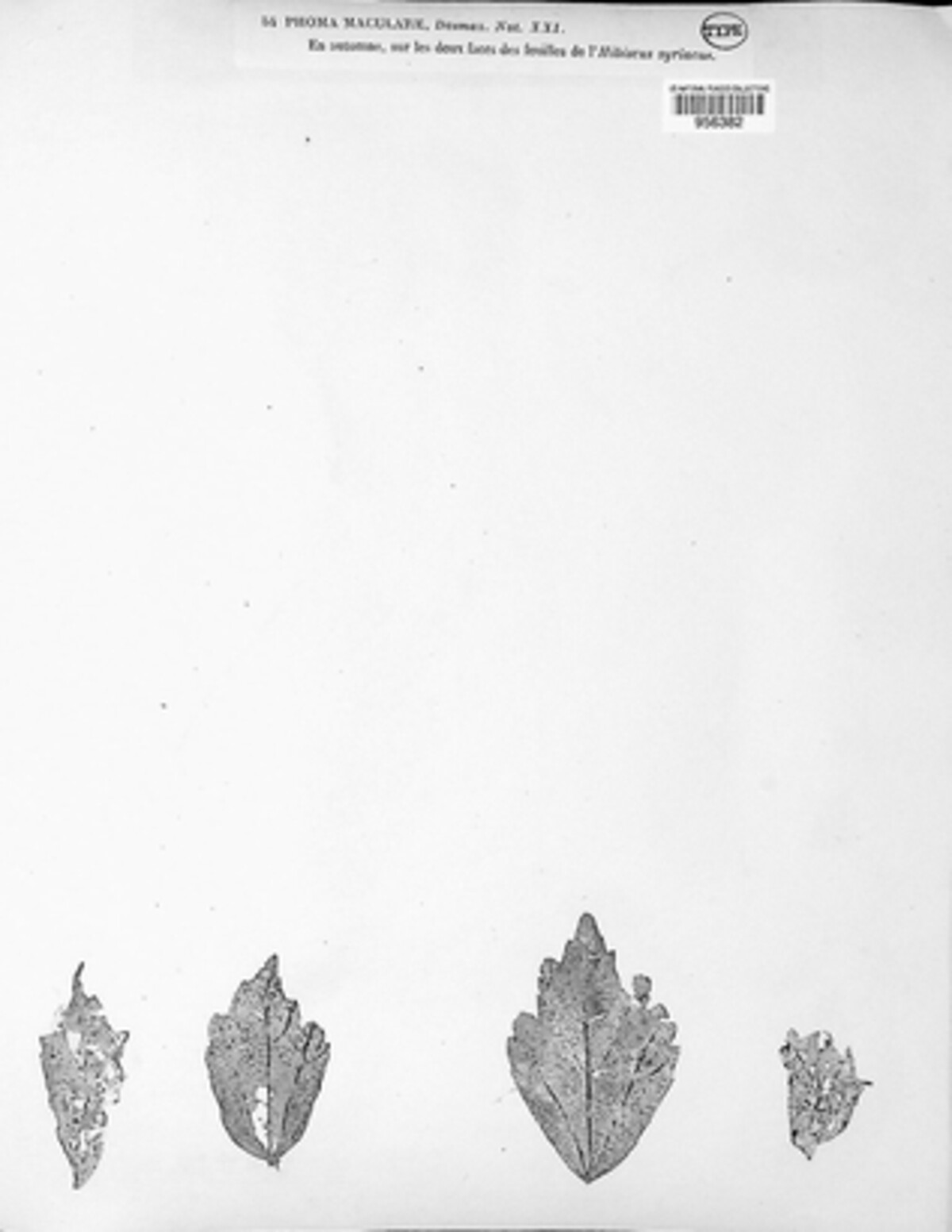 Phoma macularis image